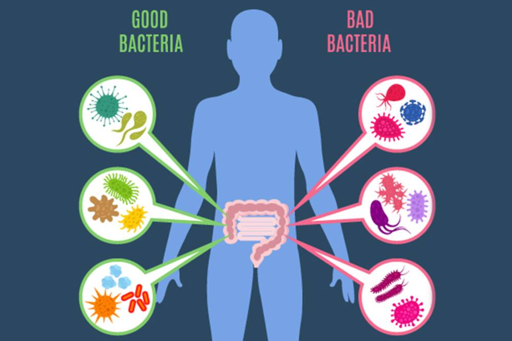 La chiave della salute è nell'intestino: il microbioma