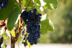 una benessere mente pancia